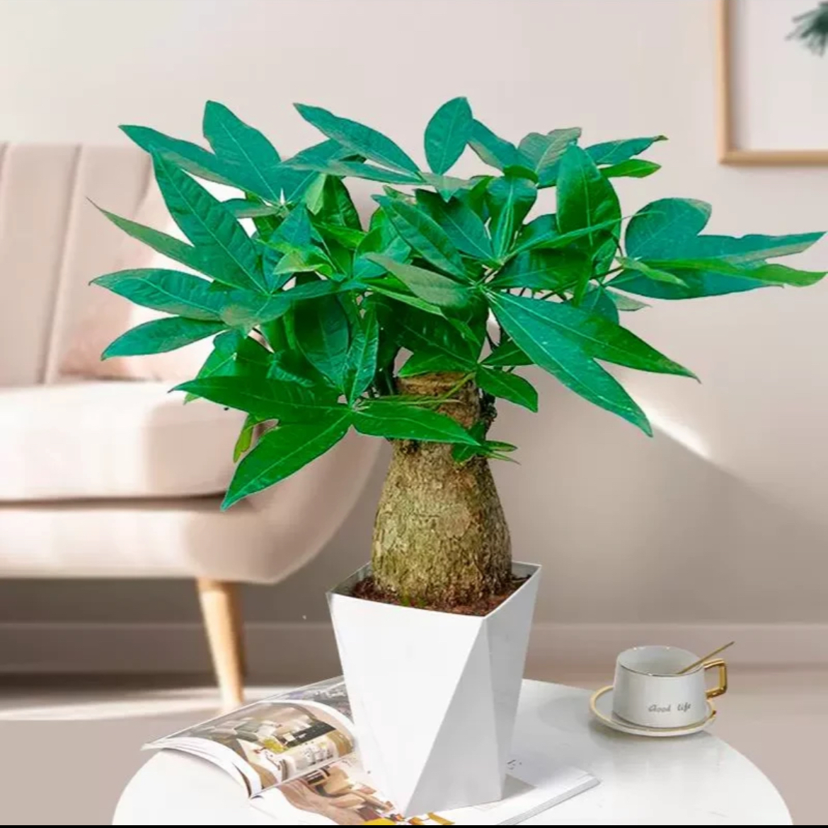 五年老桩发财树室内绿植种植大象腿八方发财树办公室盆栽基地