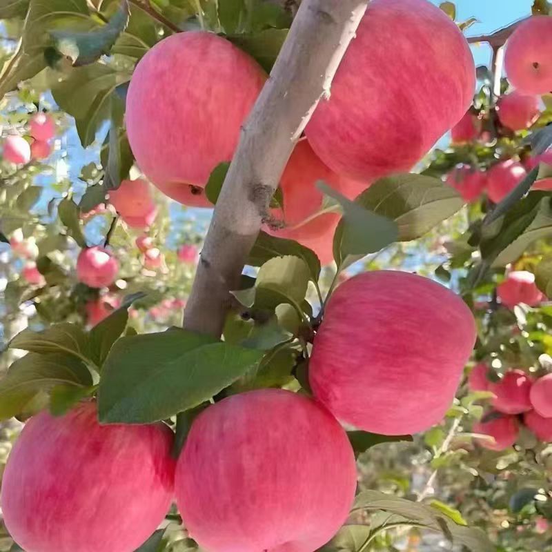 苹果树苗南北方种植盆栽地栽红富士冰糖心嫁接苹果苗南方北方种植