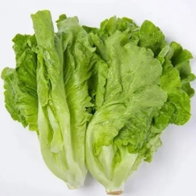 绿恰生菜小颗2斤嫩生菜蔬菜生态农场  新鲜现摘现发蔬菜