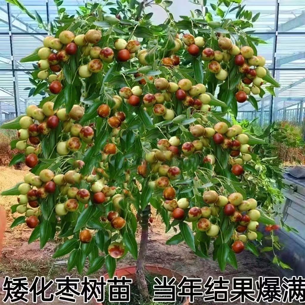 特大果冰糖冬枣葫芦枣树苗阳台庭院盆栽地栽耐寒新品种