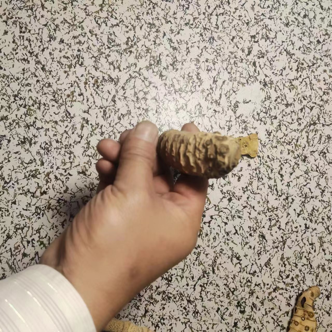 纯天原老竹鞭竹根艺术工艺品棕竹手把件竹子玉竹老竹子冷门盘玩竹