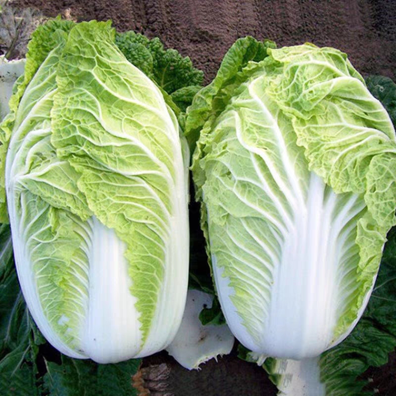 苏北农家露天大白菜青菜时令蔬菜霜冻白菜可做酸菜辣白菜