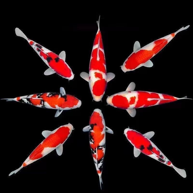 锦鲤观赏鱼直播链接