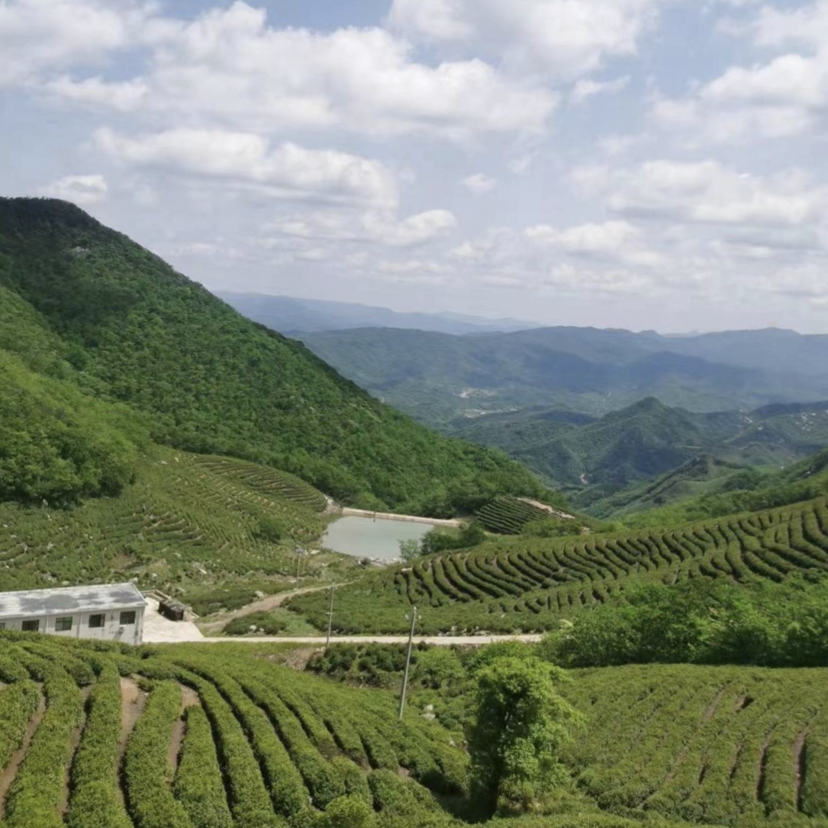【黑龙潭521雨前中芽】保证2025年新茶原产地核心产区