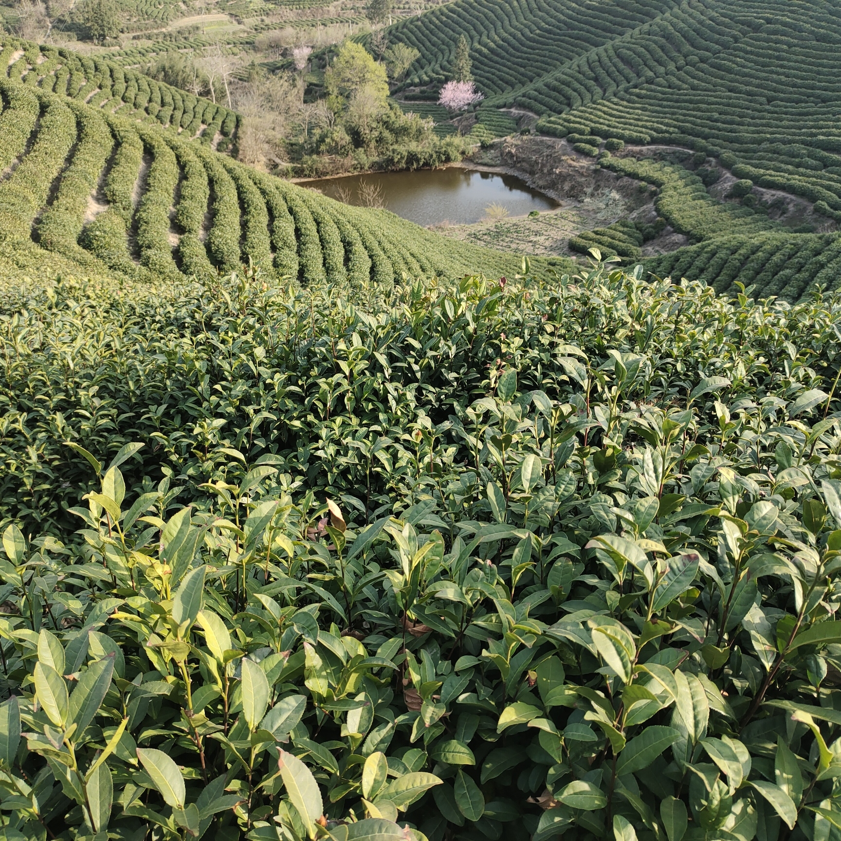 【黑龙潭刘五口粮茶】2025年新茶核心产区原产地