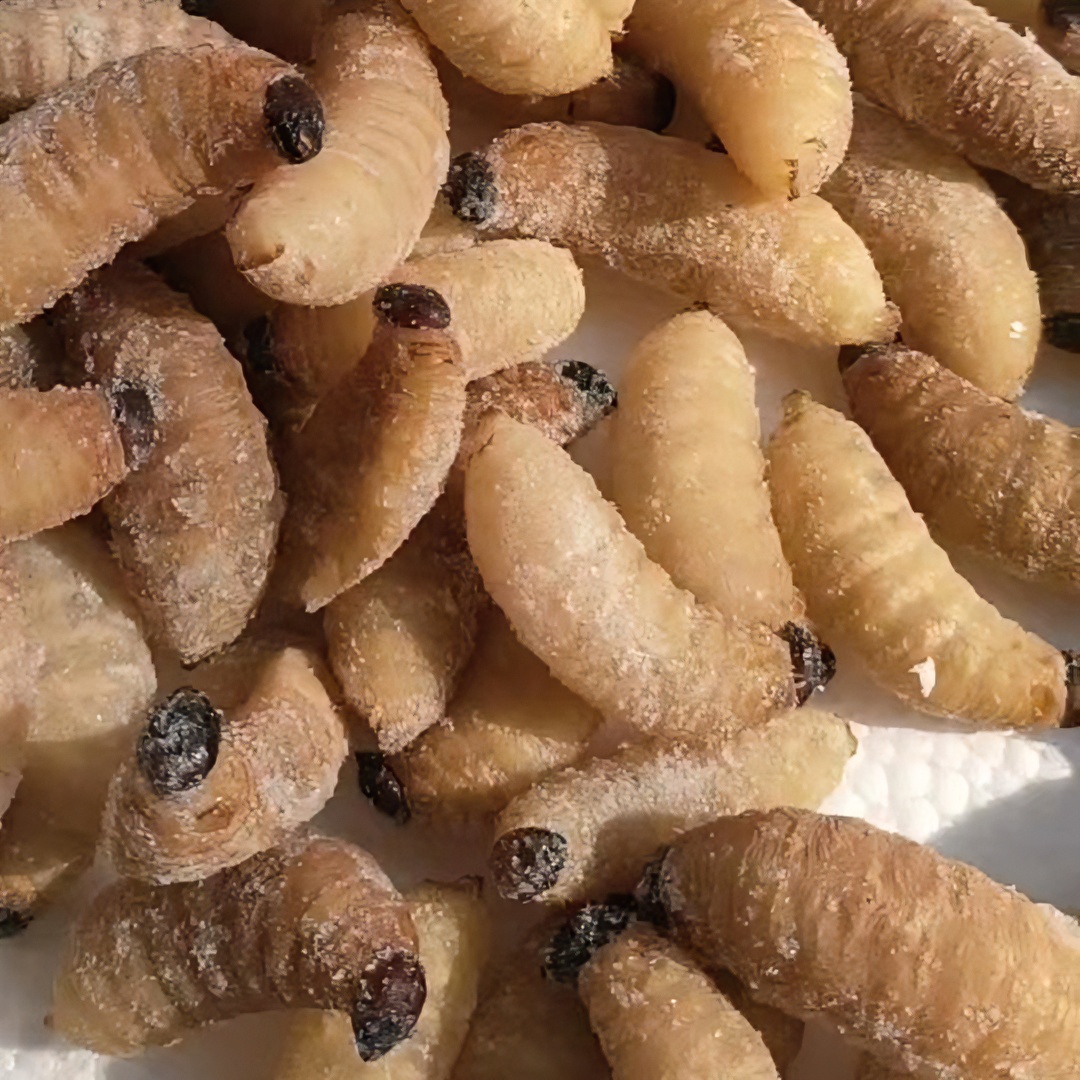 笋子虫鲜冻竹笋虫食用昆虫