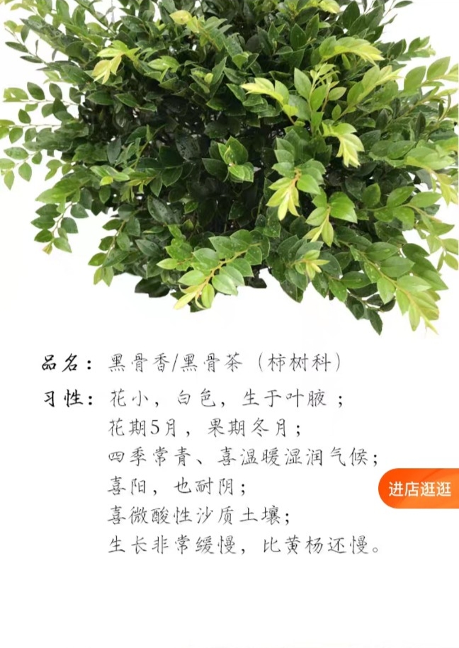 黑骨茶盆景，直播间一物一拍，以直播间囗述为准