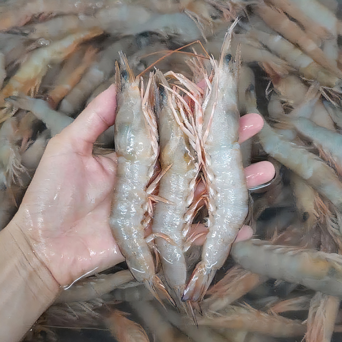 优质野生麻虾滑皮虾鹰钩虾牡丹虾沙卢虾