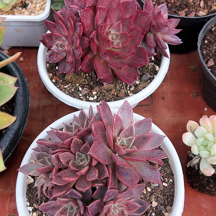 米亚大群多肉植物
