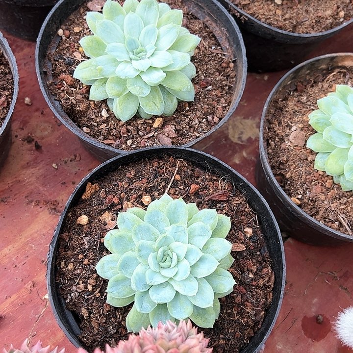 泡泡纱群多肉植物