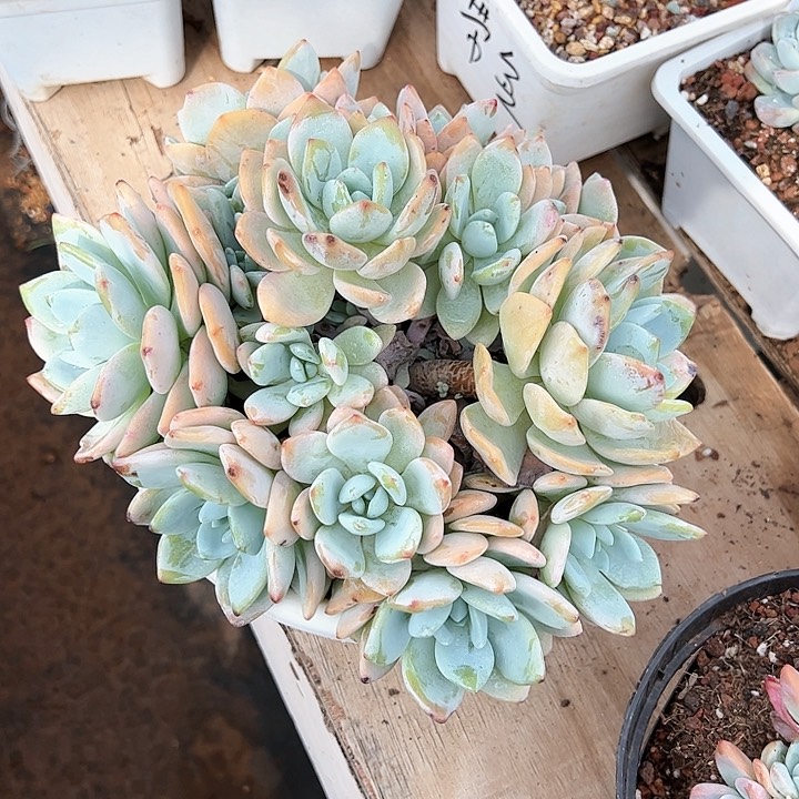 ?***茶冷香大群多肉植物