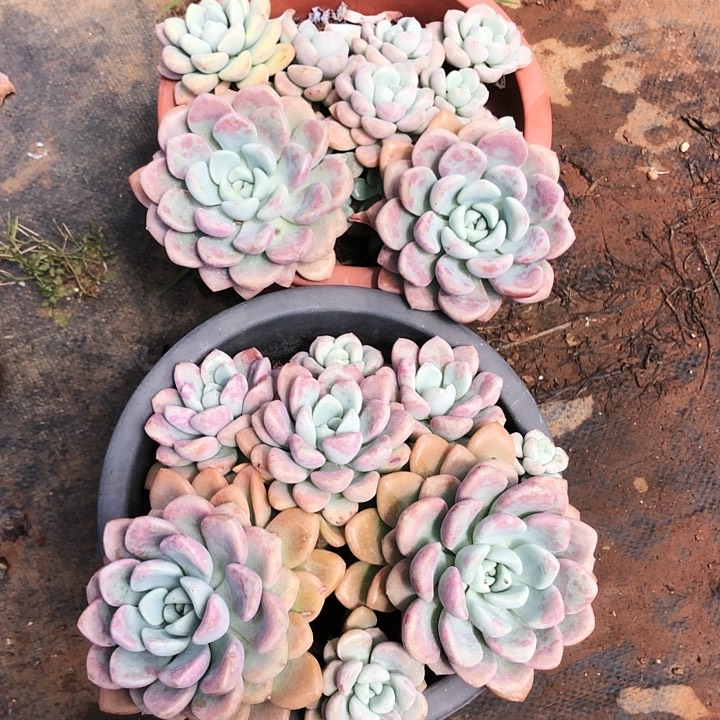 花瓣鹿大群老桩多肉植物