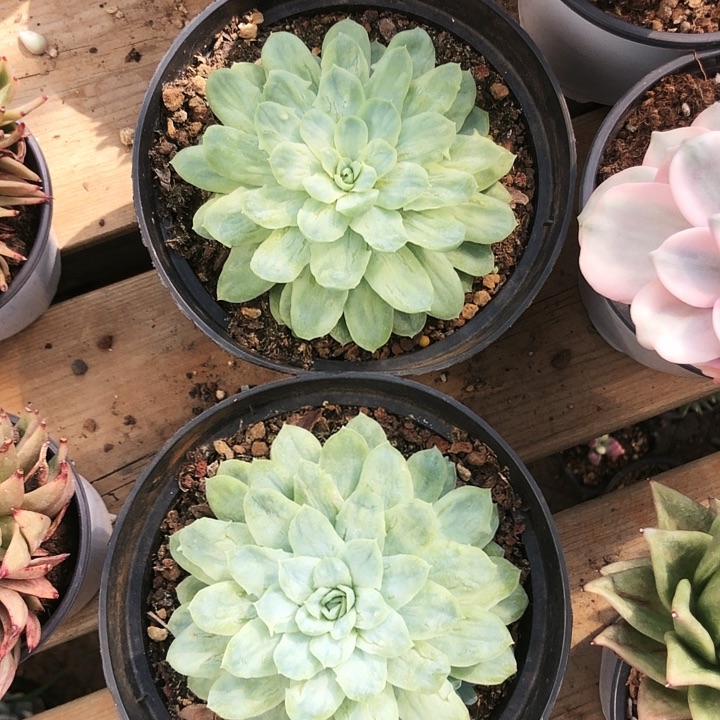 泡泡纱裙单头多肉植物