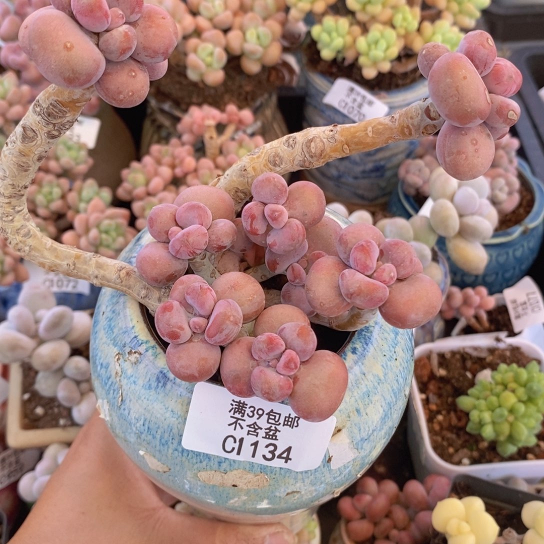 腰子桃蛋老桩9cm1134多肉植物