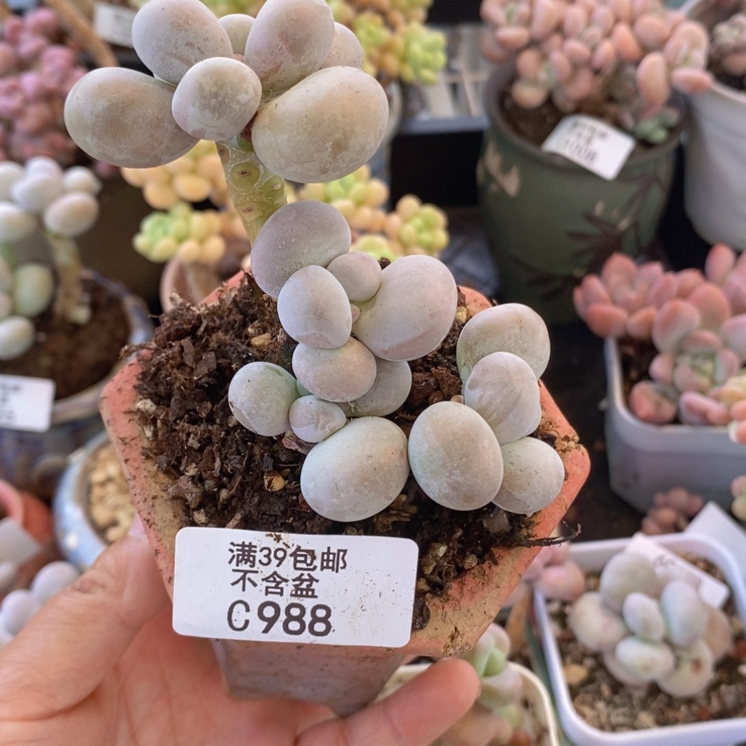 芭比奶洛6cm988多肉植物