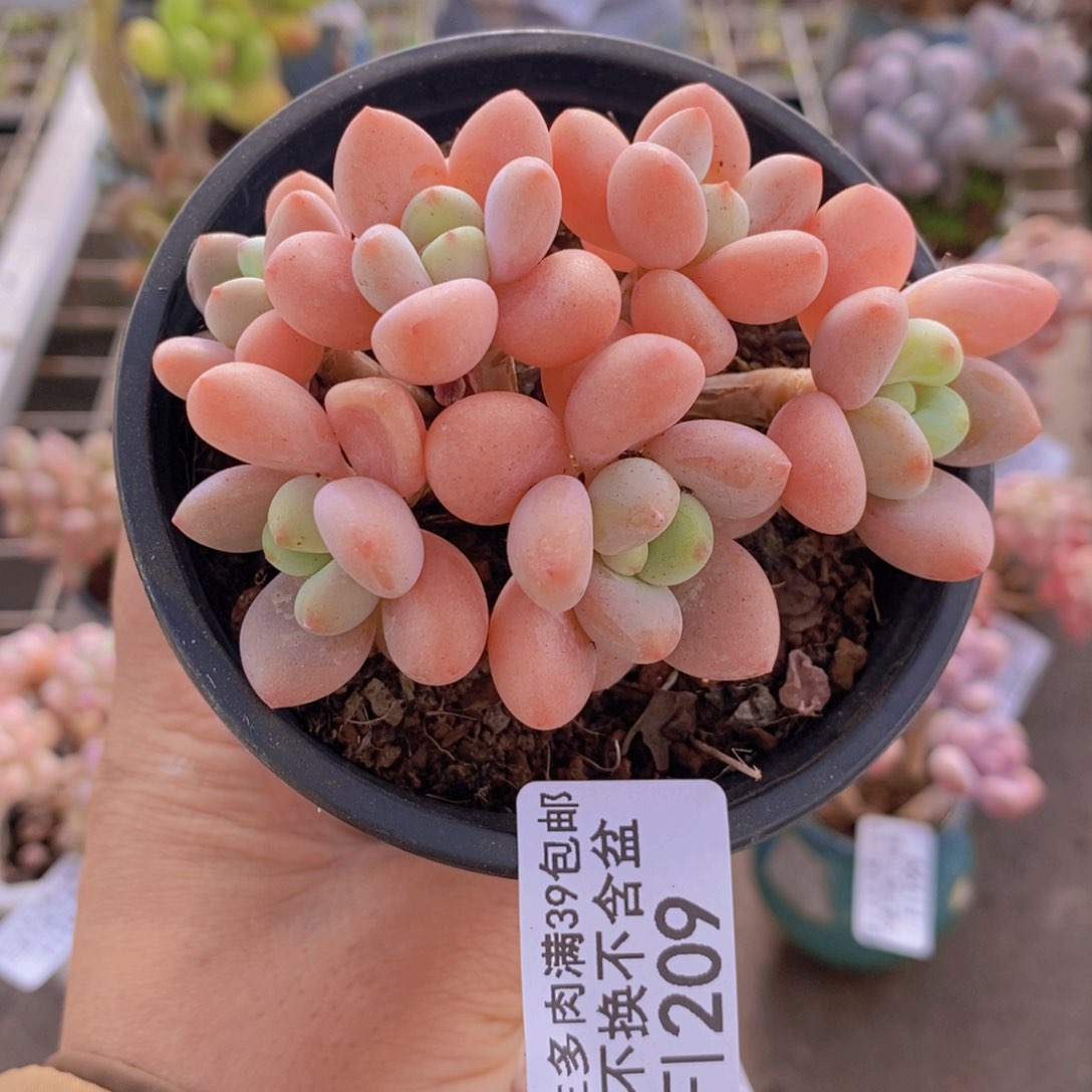 香水洛神209/7v m