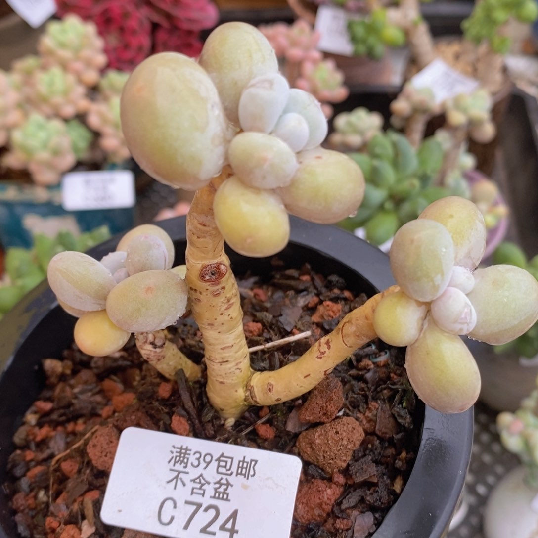 蛋黄奶老桩724多肉植物