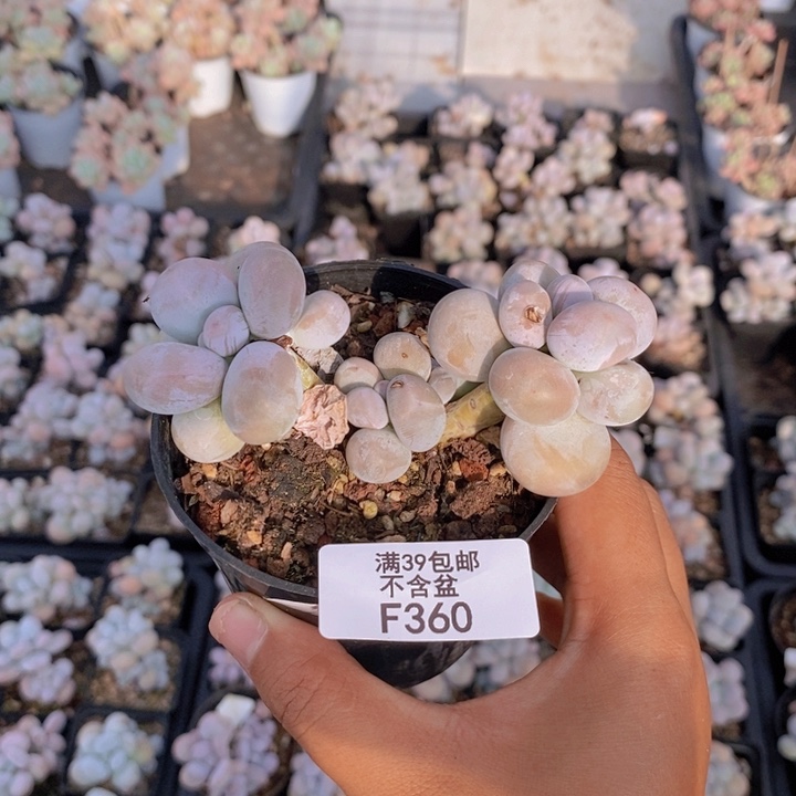 360芭比奶多肉7cm