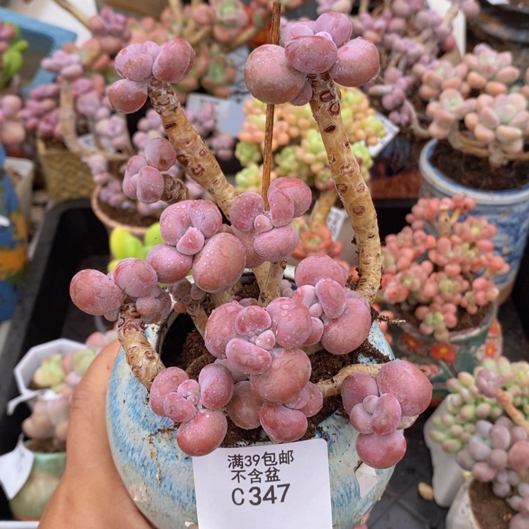 腰子桃蛋9cm347多肉植物