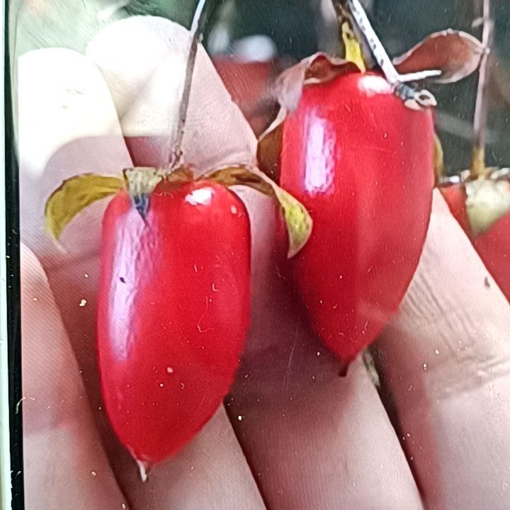 长江红，老鸦柿，直播间为准一物一拍！