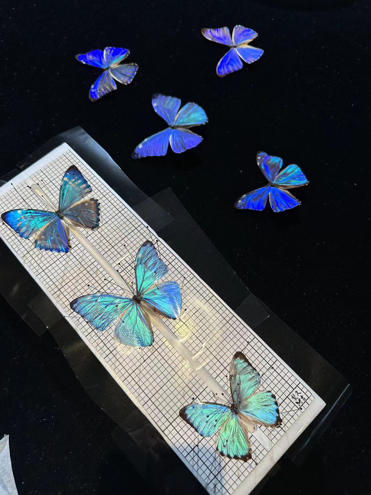 标本画特殊要求定制链接 联系客服发需求