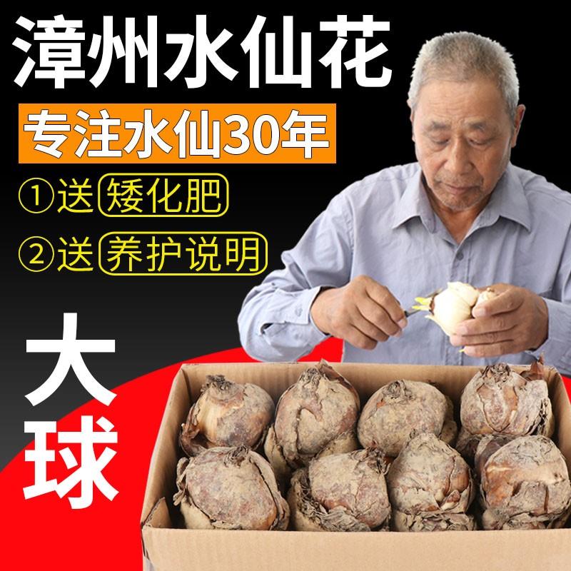 正宗漳州水仙花种球 漳州产地直发 好养水培绿植物球根年宵花大球