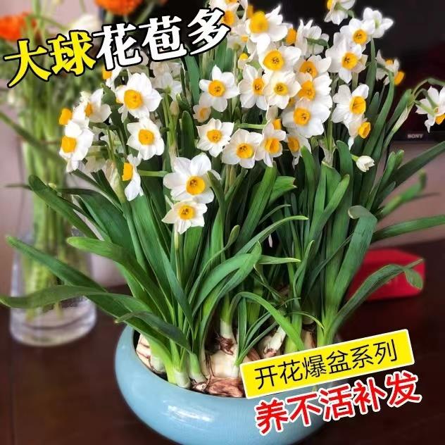 水仙花种球重瓣盆栽水养水培年宵花室内阳台客厅花卉四季球根漳州