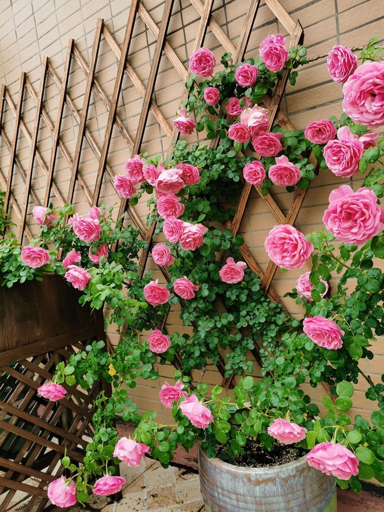 粉色达芬奇藤本月季花苗庭院拱门爬藤阳台花卉蔷薇四季开大花浓香