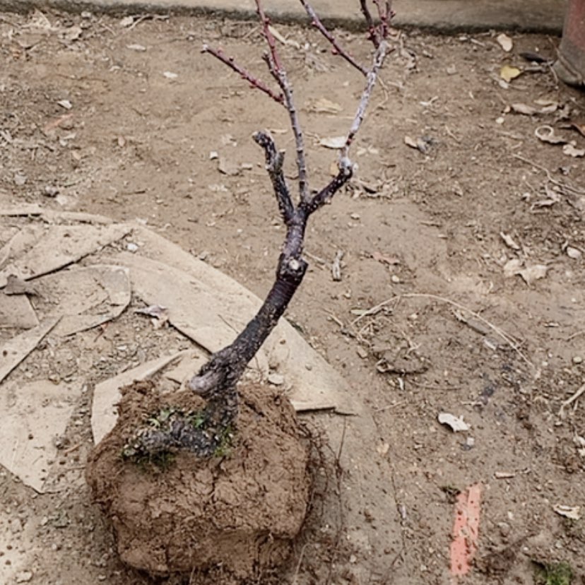 【闪购商品】梅花盆景造型