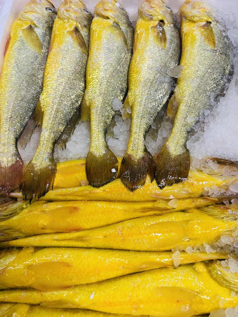 生态黄花鱼 厦门同城海鲜配送  3两/条左右