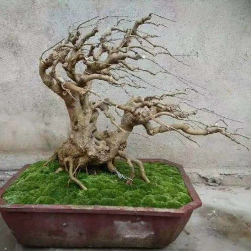 朴树盆景大自然天然产物直播间必须截图无截图不售后