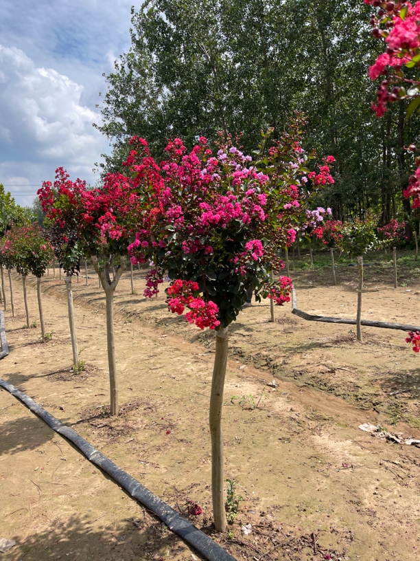 进口红花紫薇红火箭天鹅绒紫叶丹红紫精灵盆栽地栽庭院小区阳台