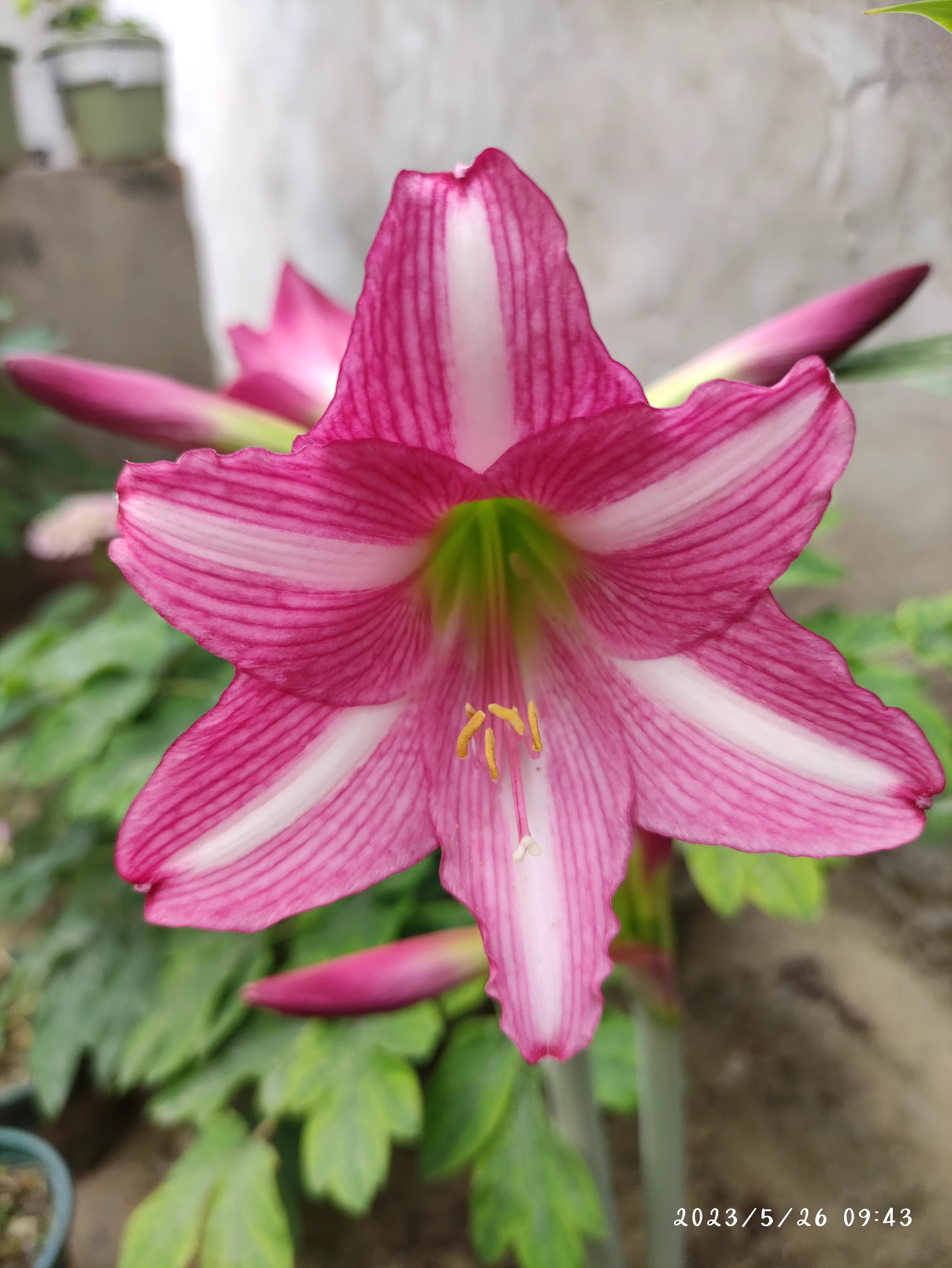 包对版（艾斯黛拉）荷兰进口品种朱顶红基地球