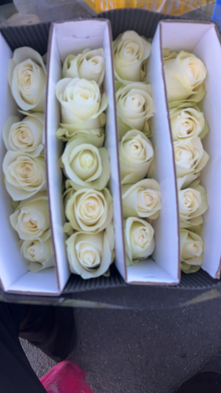 新鲜采摘白色系单头玫瑰云南基地直发家用鲜花