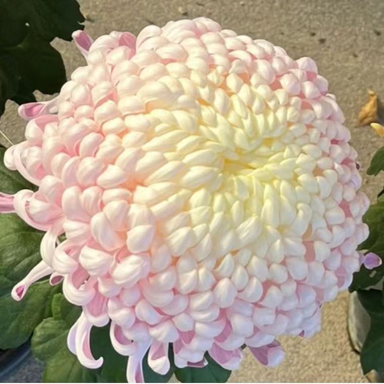 【国华初婴】大花盆栽【带花苞发货】花苗耐寒阳台庭院易养活养护春天