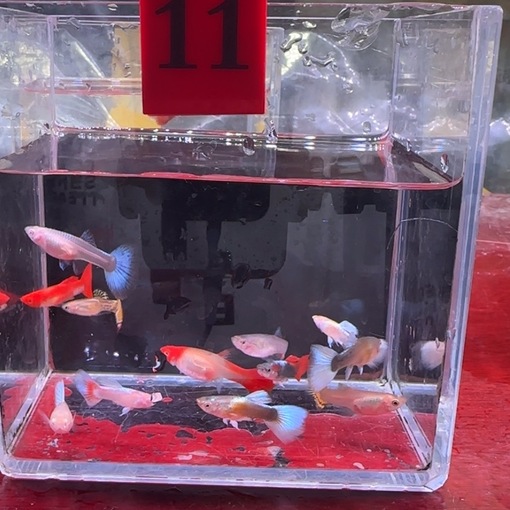 孔雀鱼热带鱼不分公母12条11号