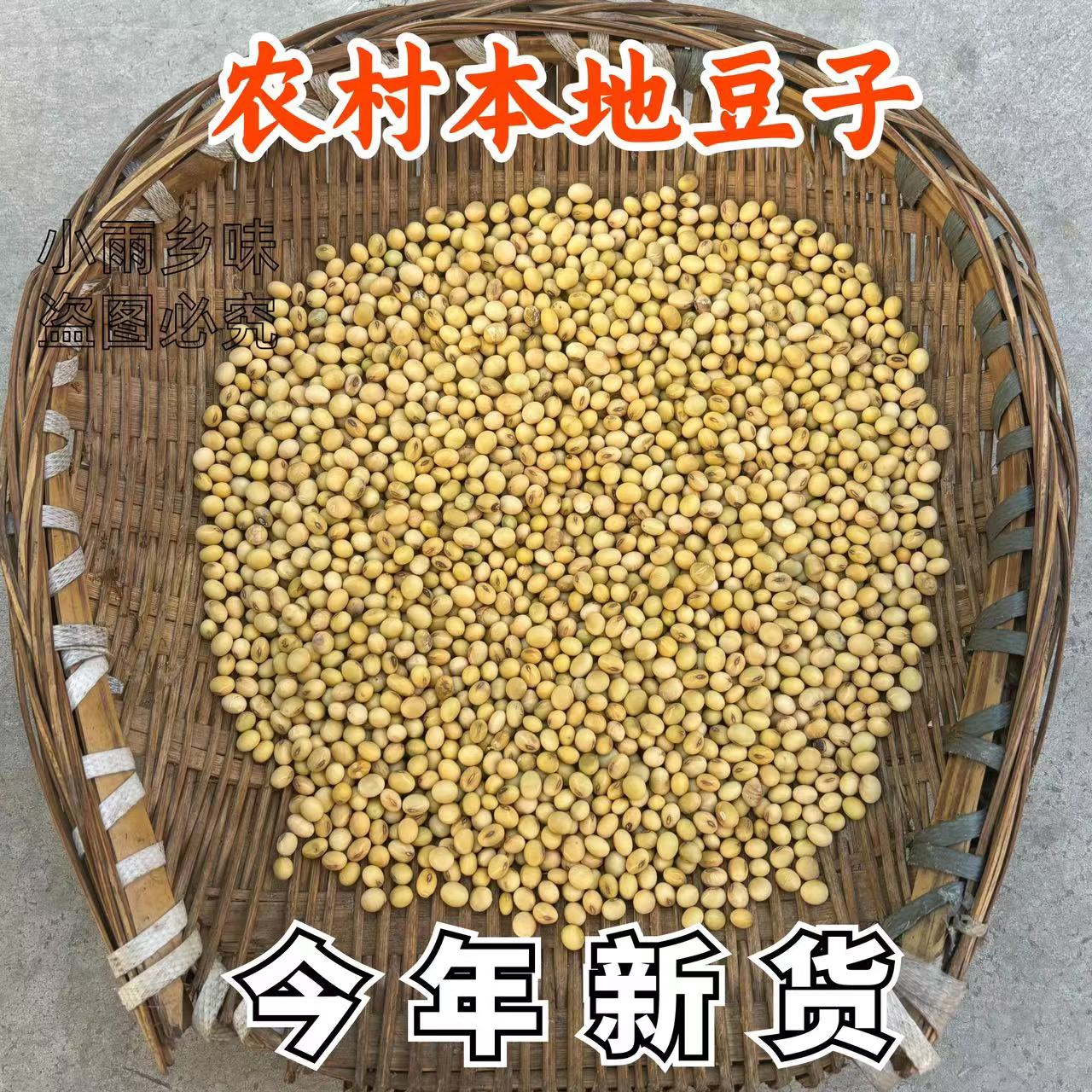 贵州遵义农村小黄豆大豆新鲜本地豆子露天种植老品种磨豆浆做豆腐