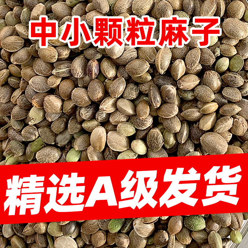 麻子鸟食鸟粮火麻子麻籽火麻仁小颗粒鹦鹉鸟粮仓鼠鸽粮2022新货