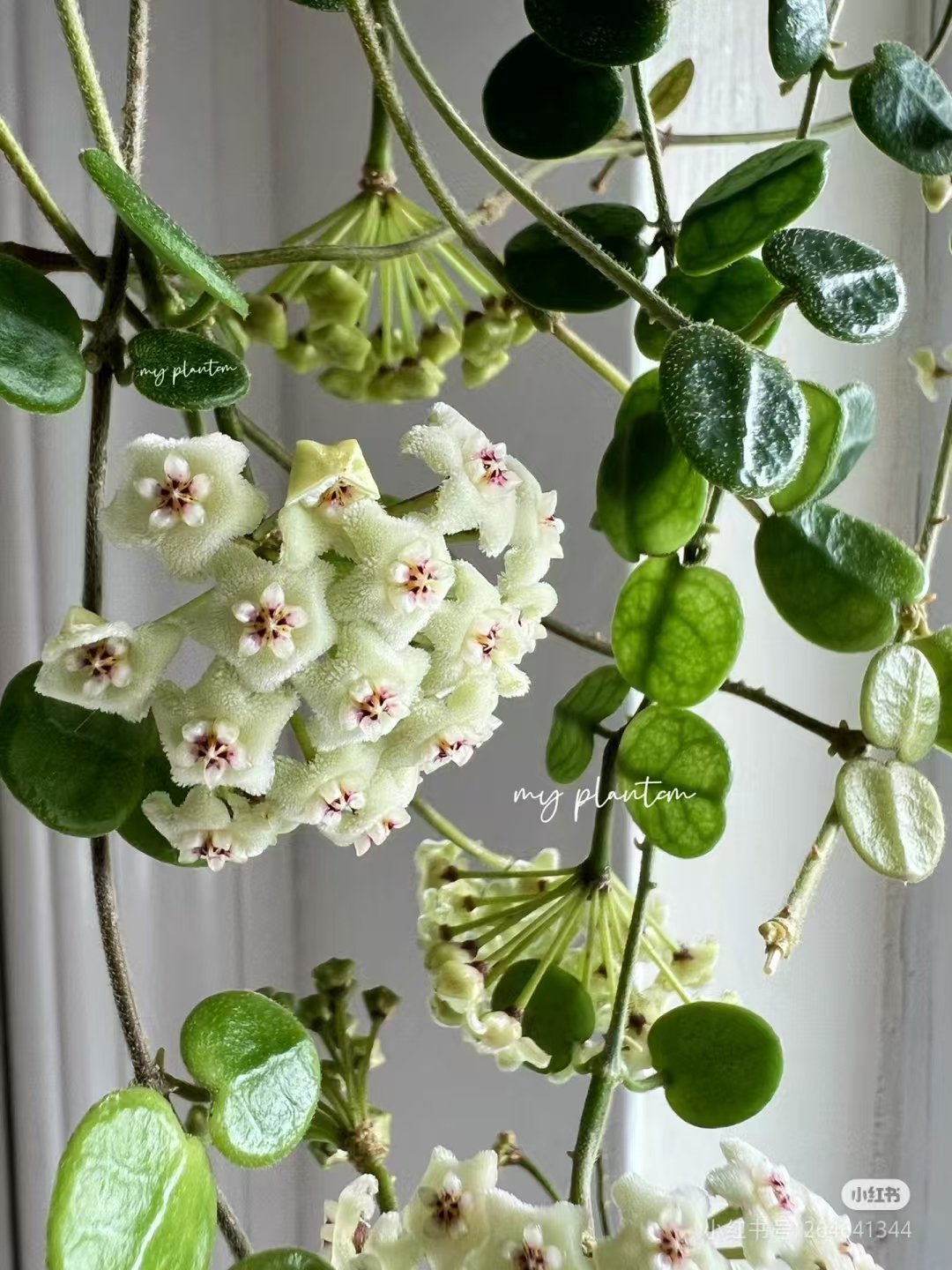 【腾冲球兰】玉质感绿色毛绒开花球兰阳台办公室爬藤垂吊球兰