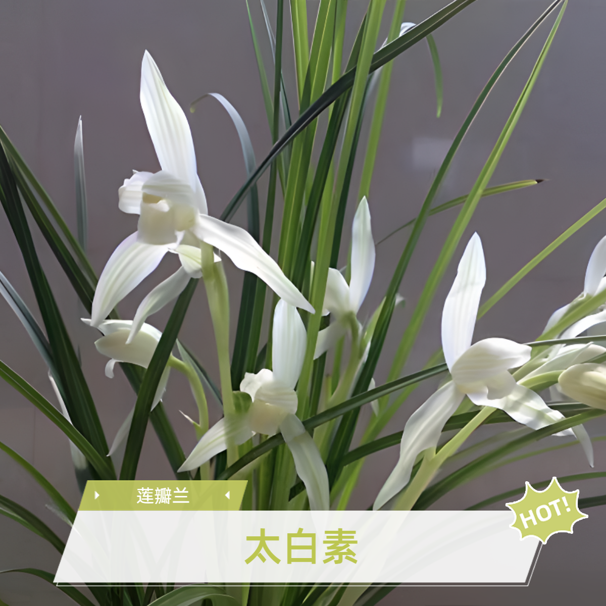 【莲瓣兰】一物一拍 3
