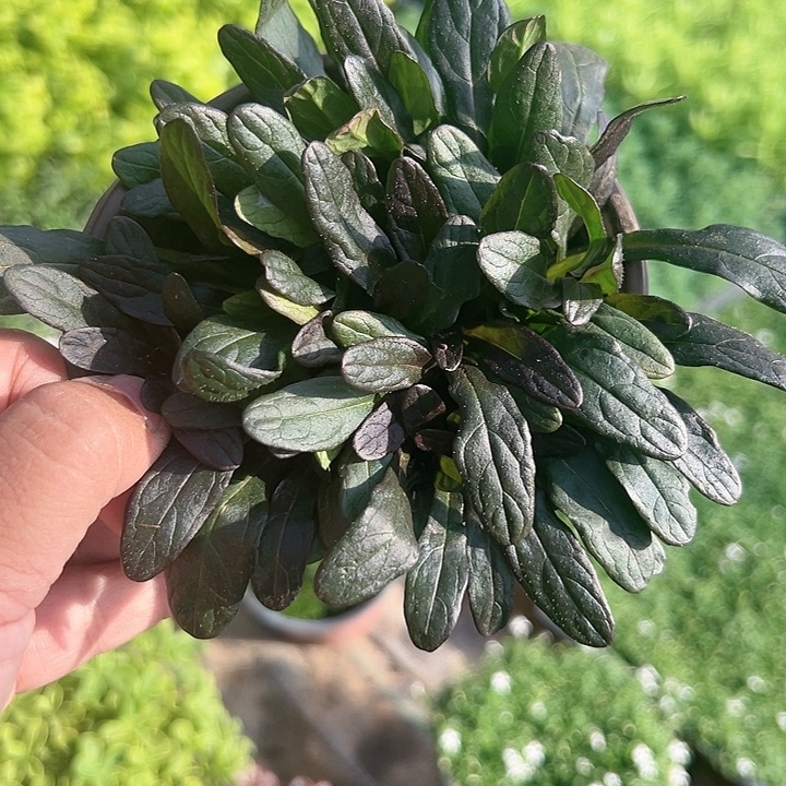 筋骨草30盆包邮到家