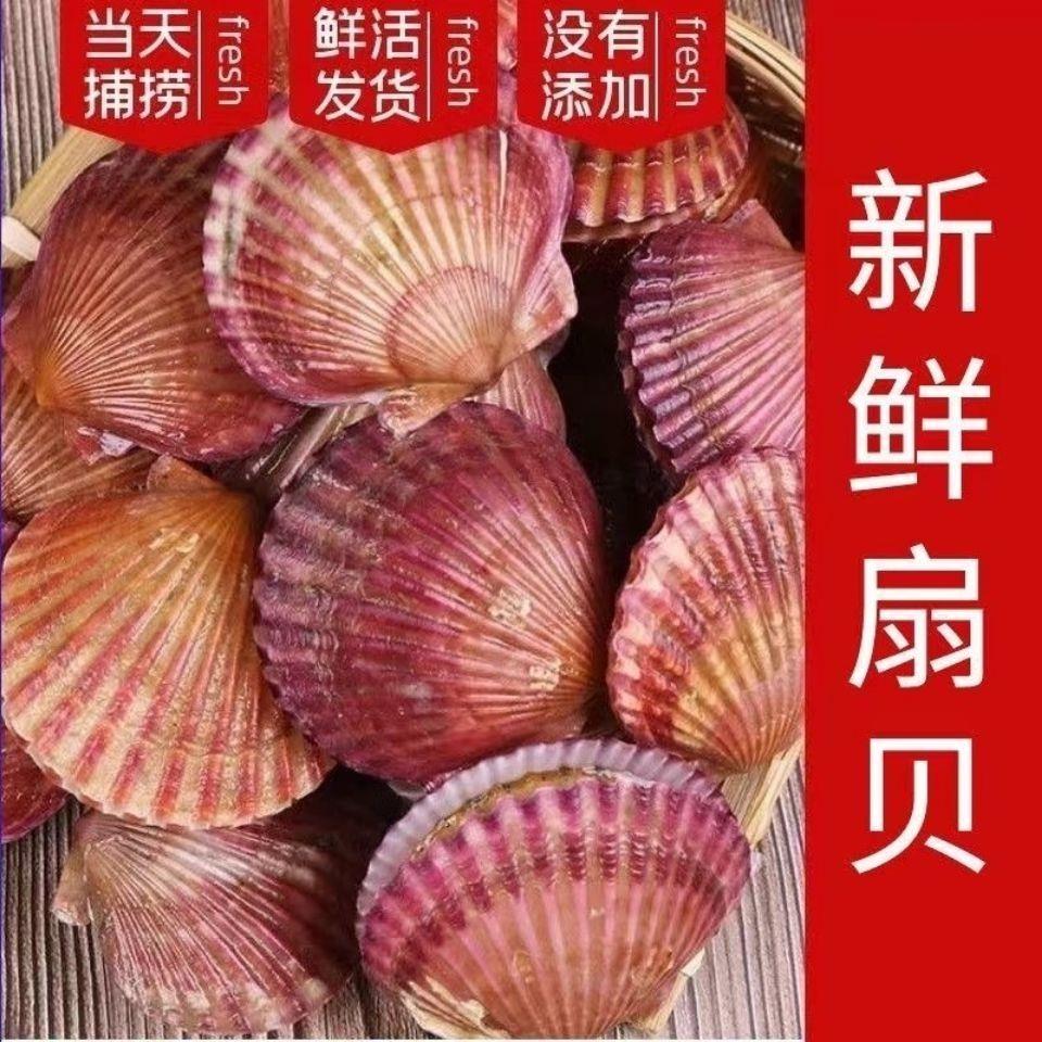 扇贝鲜活新鲜野生港湾贝带壳大号红扇贝刺贝海鲜水产海捕贝类开口