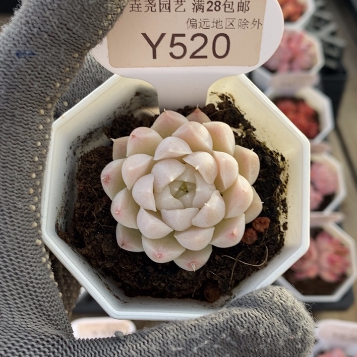 垚尧园艺520白月影 4CM
