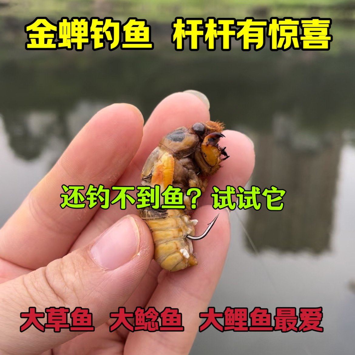 钓鱼知了猴爬叉猴鱼饵钓草鱼鲶鱼神饵钓鱼多种高蛋白昆虫鱼饵