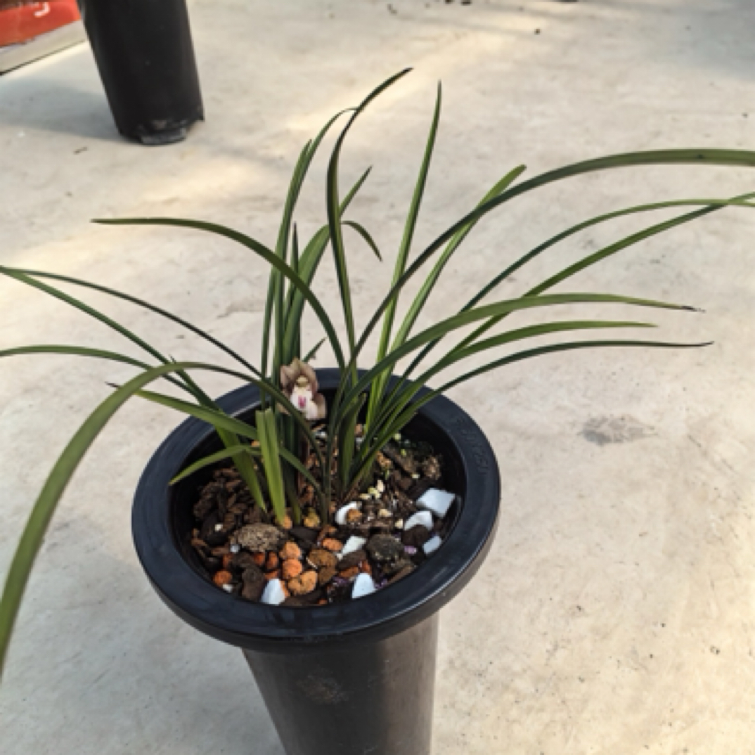 随州新品兰花绿植花草艺草直播拍品链接信价比高（实物为准）