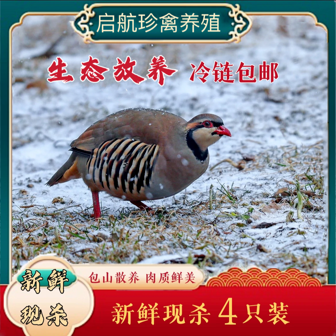 小飞 树上鸡 龙鸪 生态放养现宰现杀四只肉质新鲜煲汤美味鲜嫩