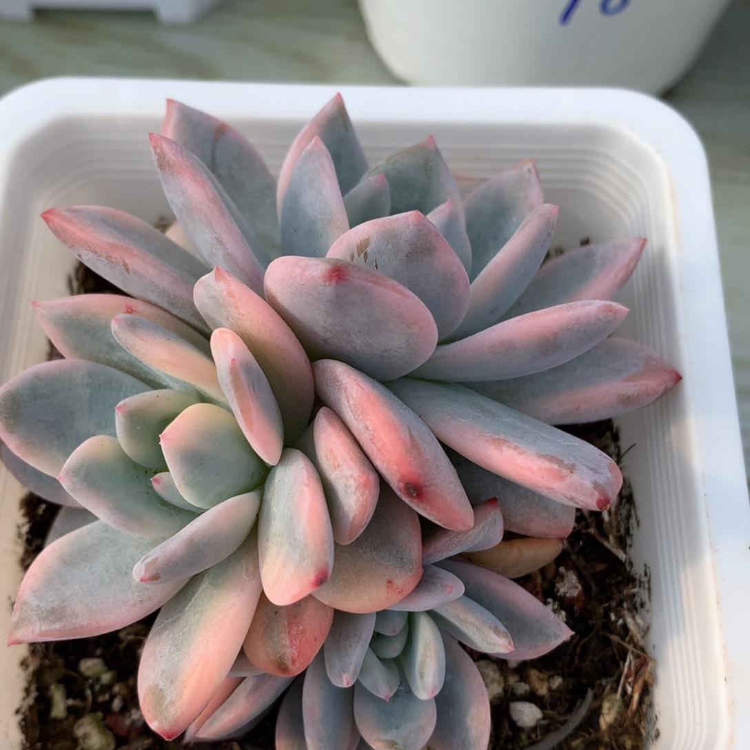 梦露锦植物多肉锦
