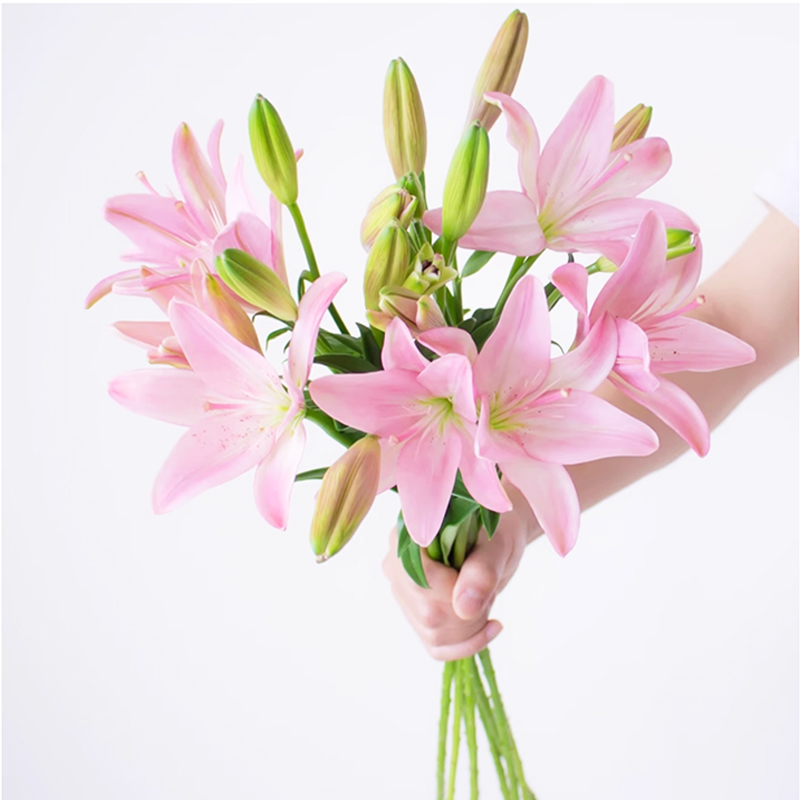小粉仙亚百合鲜花云南基地直发办公室内水养新鲜插花节日礼物顺丰