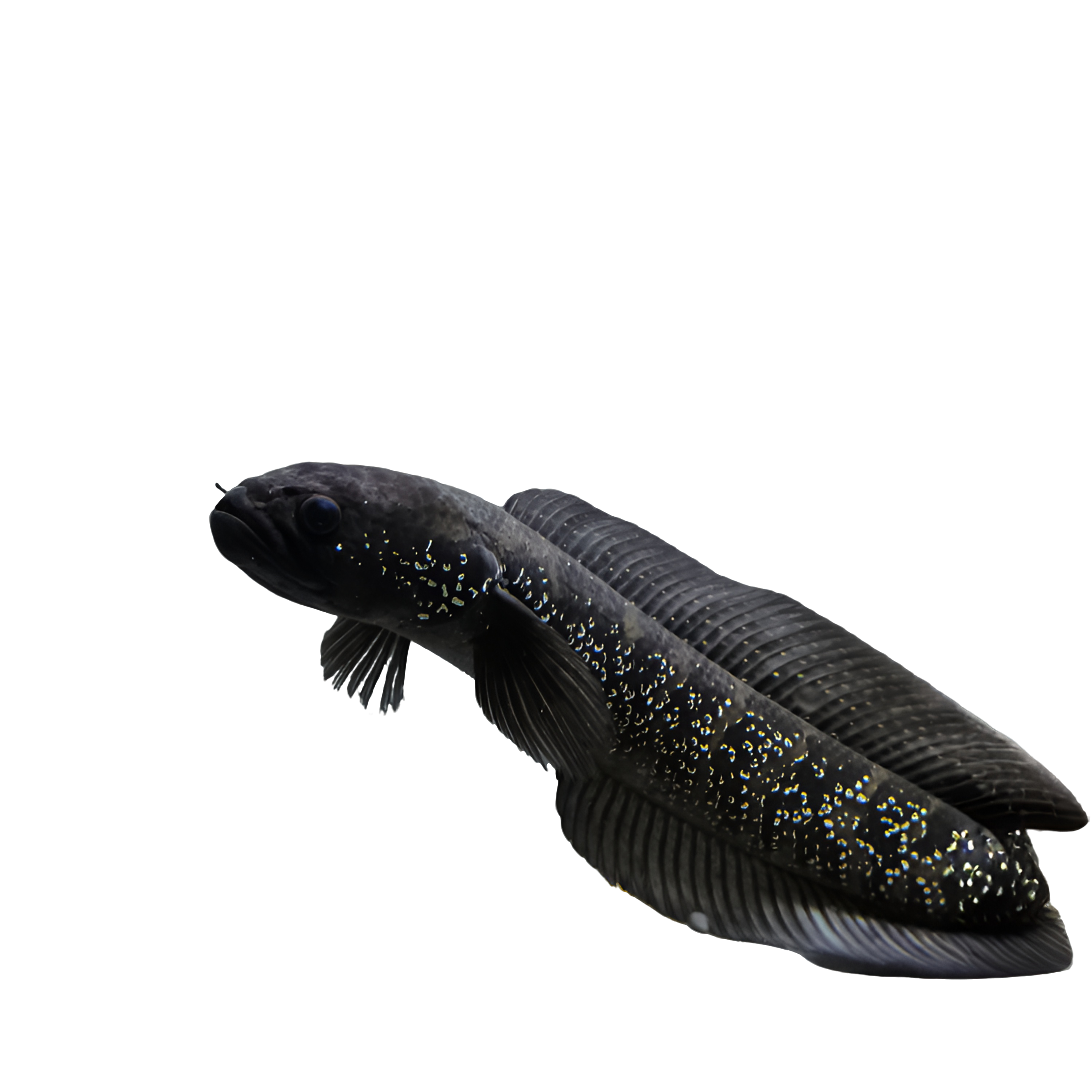 优质七星鱼淡水鱼观赏水宠鱼鱼观赏鱼活体30厘米左右大鱼活鱼鲜活