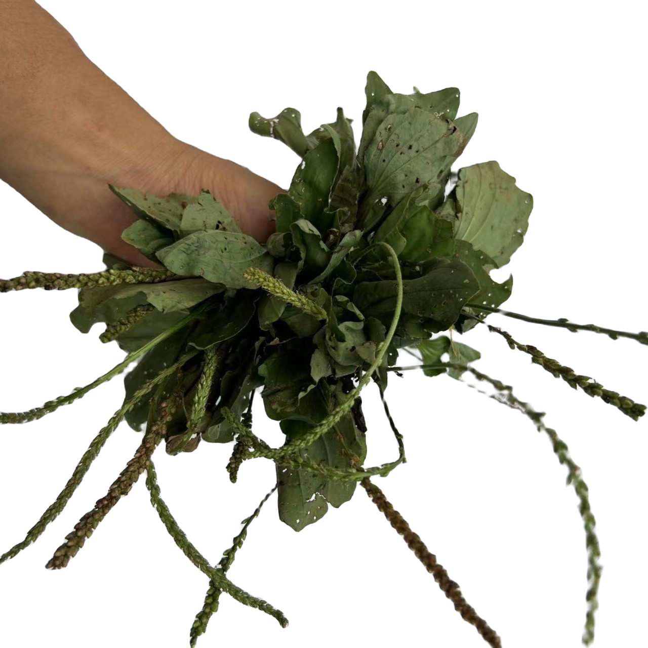 野生车前草新鲜干货整株袋车轮500g包邮 农产品